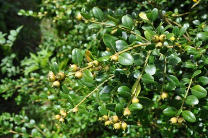 Buxus Colchica